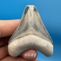 Megalodon Tooth Real Shark Tooth Fossil Bone Valley Florida All Natural 2.6