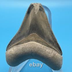 Megalodon Tooth Real Shark Tooth Fossil Bone Valley Florida All Natural 2.6