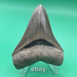 Megalodon Tooth Real Shark Tooth Fossil Collector Quality Aurora, Nc 3.7