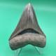 Megalodon Tooth Real Shark Tooth Fossil Collector Quality Aurora, Nc 3.7