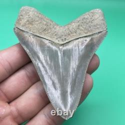 Megalodon Tooth Real Shark Tooth Fossil Collector Quality Aurora, Nc 3.7