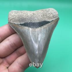 Megalodon Tooth Real Shark Tooth Fossil Collector Quality Aurora, Nc 3.7