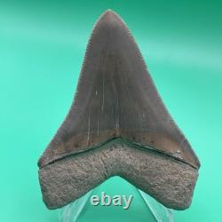 Megalodon Tooth Real Shark Tooth Fossil Collector Quality Aurora, Nc 3.7
