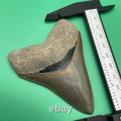 Megalodon Tooth Real Shark Tooth Fossil Collector Quality Aurora, Nc 3.7