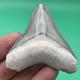 Megalodon Tooth Real Shark Tooth Fossil Collector Quality Blue-grey Megalodon
