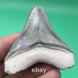 Megalodon Tooth Real Shark Tooth Fossil Collector Quality Blue-grey Megalodon