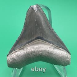 Megalodon Tooth Real Shark Tooth Fossil Collector Quality Blue-grey Megalodon