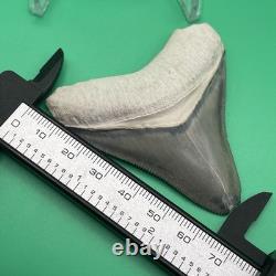 Megalodon Tooth Real Shark Tooth Fossil Collector Quality Blue-grey Megalodon
