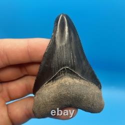 Megalodon Tooth Real Shark Tooth Fossil Florida Rare Black Bone Valley 3.19