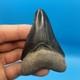Megalodon Tooth Real Shark Tooth Fossil Florida Rare Black Bone Valley 3.19