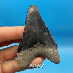 Megalodon Tooth Real Shark Tooth Fossil Florida Rare Black Bone Valley 3.19
