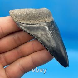 Megalodon Tooth Real Shark Tooth Fossil Florida Rare Black Bone Valley 3.19