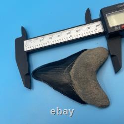 Megalodon Tooth Real Shark Tooth Fossil Florida Rare Black Bone Valley 3.19