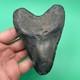 Megalodon Tooth Real Shark Tooth Fossil No Repairs North Carolina