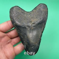 Megalodon Tooth Real Shark Tooth Fossil No Repairs North Carolina