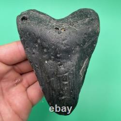 Megalodon Tooth Real Shark Tooth Fossil No Repairs North Carolina