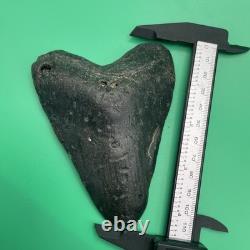 Megalodon Tooth Real Shark Tooth Fossil No Repairs North Carolina