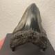 Megalodon Tooth Real Shark Tooth Fossil Polished Pyrite Inlay 4.1