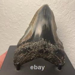 Megalodon Tooth Real Shark Tooth Fossil Polished Pyrite Inlay 4.1