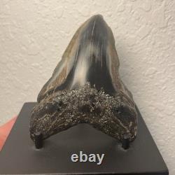 Megalodon Tooth Real Shark Tooth Fossil Polished Pyrite Inlay 4.1