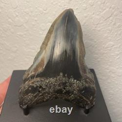 Megalodon Tooth Real Shark Tooth Fossil Polished Pyrite Inlay 4.1