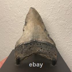 Megalodon Tooth Real Shark Tooth Fossil Polished Pyrite Inlay 4.1