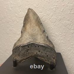 Megalodon Tooth Real Shark Tooth Fossil Polished Pyrite Inlay 4.1