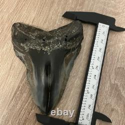 Megalodon Tooth Real Shark Tooth Fossil Polished Pyrite Inlay 4.1
