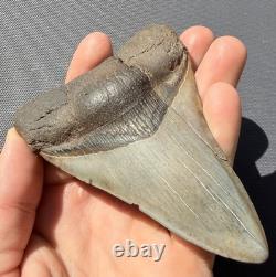 Megalodon Tooth Real Shark Tooth Fossil South Carolina 4.36 Authentic (glued)