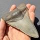 Megalodon Tooth Real Shark Tooth Fossil South Carolina 4.36 Authentic (glued)