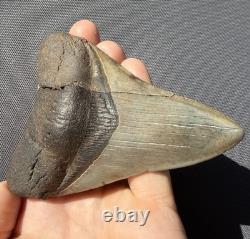 Megalodon Tooth Real Shark Tooth Fossil South Carolina 4.36 Authentic (glued)