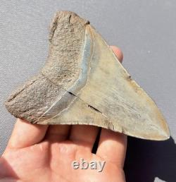 Megalodon Tooth Real Shark Tooth Fossil South Carolina 4.36 Authentic (glued)