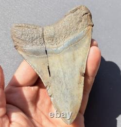 Megalodon Tooth Real Shark Tooth Fossil South Carolina 4.36 Authentic (glued)
