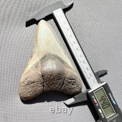 Megalodon Tooth Real Shark Tooth Fossil South Carolina 4.36 Authentic (glued)