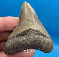 Megalodon Tooth Real Shark Tooth Fossil South Florida 2.8 chocolate Top