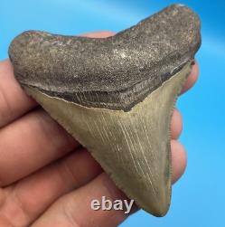 Megalodon Tooth Real Shark Tooth Fossil South Florida 2.8 chocolate Top