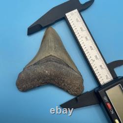 Megalodon Tooth Real Shark Tooth Fossil South Florida 2.8 chocolate Top