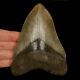 Megalodon Tooth Shark Fossil From Georgia/florida Usa, 4.5 11cm Top Quality