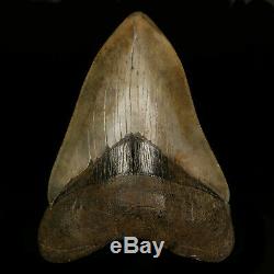 Megalodon Tooth Shark Fossil from Georgia/Florida USA, 4.5 11CM TOP QUALITY