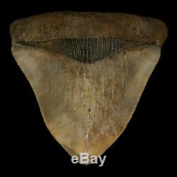 Megalodon Tooth Shark Fossil from Georgia/Florida USA, 4.5 11CM TOP QUALITY