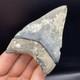 Megalodon Tooth Venice Florida Lightning Strike 3.79 Real Shark Tooth Fossil