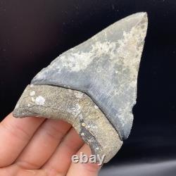 Megalodon Tooth Venice Florida LIGHTNING STRIKE 3.79 Real Shark Tooth Fossil
