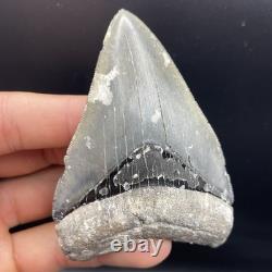 Megalodon Tooth Venice Florida LIGHTNING STRIKE 3.79 Real Shark Tooth Fossil