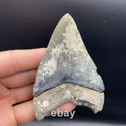 Megalodon Tooth Venice Florida LIGHTNING STRIKE 3.79 Real Shark Tooth Fossil