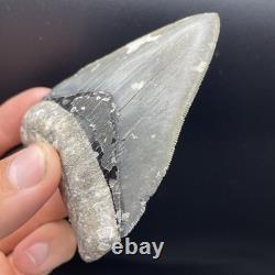 Megalodon Tooth Venice Florida LIGHTNING STRIKE 3.79 Real Shark Tooth Fossil