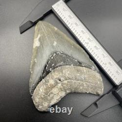 Megalodon Tooth Venice Florida LIGHTNING STRIKE 3.79 Real Shark Tooth Fossil