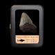 Megalodon Tooth With Display Case