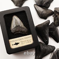Megalodon Tooth With Display Case