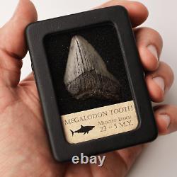 Megalodon Tooth With Display Case