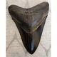 Megalodon Tooth Complete Fantastic Condition 4 3/8 Thick And Heavy